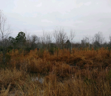 Blackhawk Park Coastal Prairie