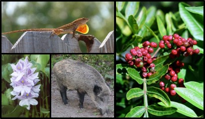 Collage of Invasive Species