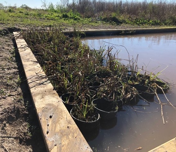 Wetland plants in pots waiting to be planted.