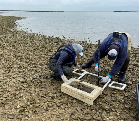 Scientists measuring oyster reef metrics.