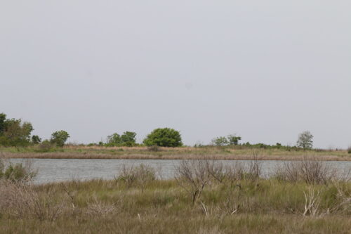Salt Marsh at Galveston Island State Park